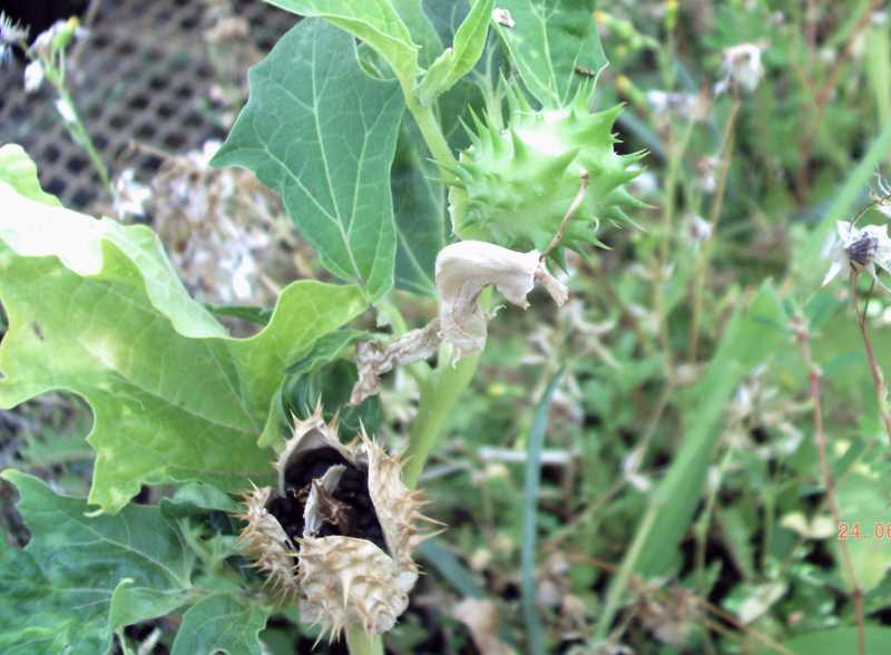 Datura stramonium